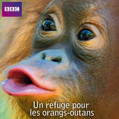 Télécharger Un refuge pour les orangs-outans