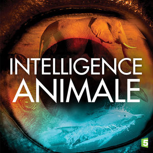 Télécharger Intelligence animale