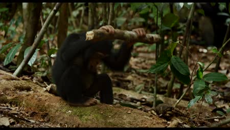 regarder oscar et le monde des chats streaming vf film complet chimpanz 233 s dvd blu ray regarder oscar et le monde des chats streaming vf film complet chimpanz 233 s dvd blu ray