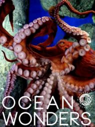 DVD Ocean Wonders : Dans L’Aquarium De La Baie De Monterey