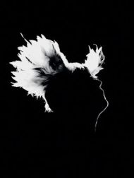 DVD M: Bercy 17.12.2010