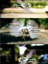 DVD The Last Thing to Go Through a Fly's Mind