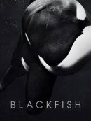 Achat DVD  Blackfish 