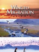 Achat DVD  Winged Migration 