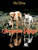 Achat DVD  L'incroyable randonnée 