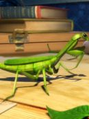 Achat DVD  The Mantis Parable 