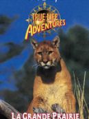 Achat DVD  La Grande Prairie 