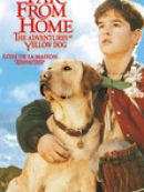 Achat DVD  Loin de la maison 