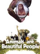 Achat DVD  Aventures Au Kalahari (Animals Are Beautiful People) 