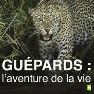 Télécharger Guépards, l'aventure de la vie