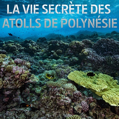 La vie secrète des atolls de Polynésie torrent magnet