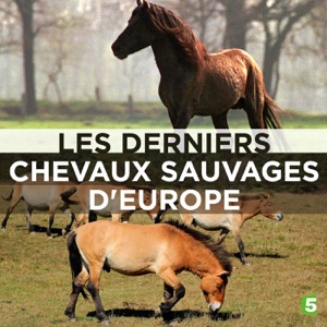 Télécharger Les derniers chevaux sauvages d'Europe