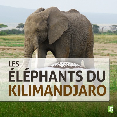 Télécharger Les éléphants du Kilimandjaro