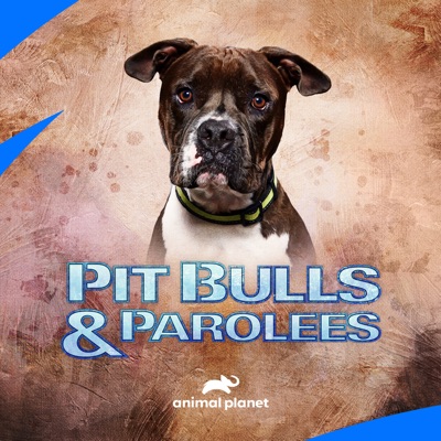 Télécharger Pit Bulls and Parolees, Season 16