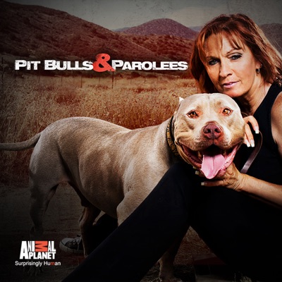 Télécharger Pit Bulls and Parolees, Season 3