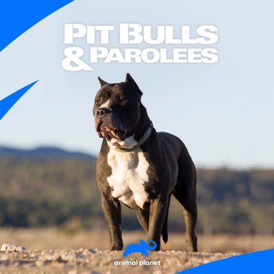 Télécharger Pit Bulls and Parolees, Season 1