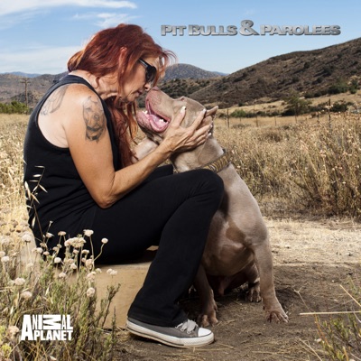 Télécharger Pit Bulls and Parolees, Season 12