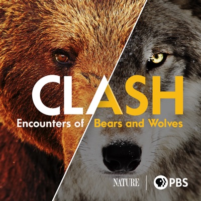 Télécharger Clash: Encounters of Bears and Wolves