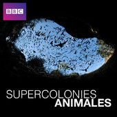 Acheter Supercolonies animales, Saison 1 en DVD
