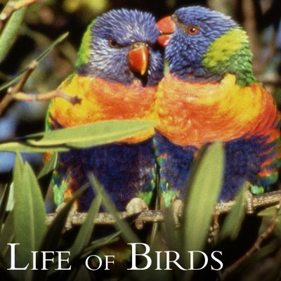 Acheter Life of Birds en DVD