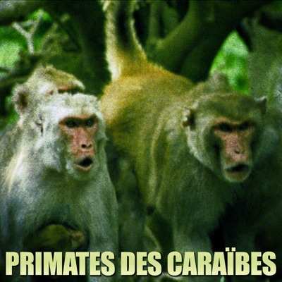 Acheter Primates des Caraïbes en DVD