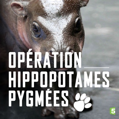Acheter Opération hippopotames pygmées en DVD