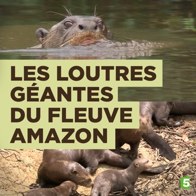 Télécharger Les loutres géantes du fleuve Amazone