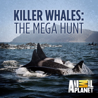 Télécharger Killer Whales: The Mega Hunt