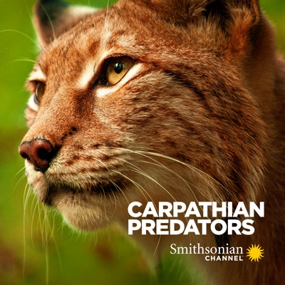 Télécharger Carpathian Predators, Season 1