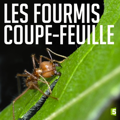 Télécharger Les fourmis coupe-feuille