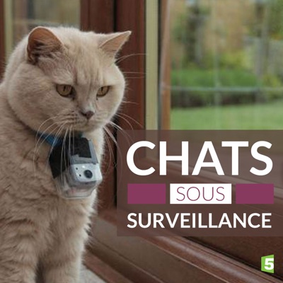 Télécharger Chats sous surveillance
