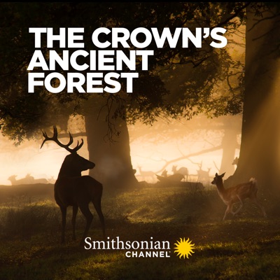 Télécharger The Crown's Ancient Forest