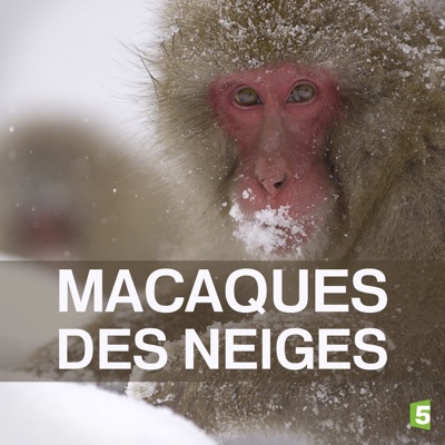 Télécharger Macaques des neiges