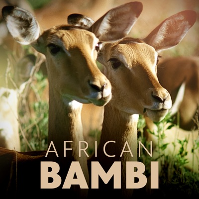 Télécharger African Bambi