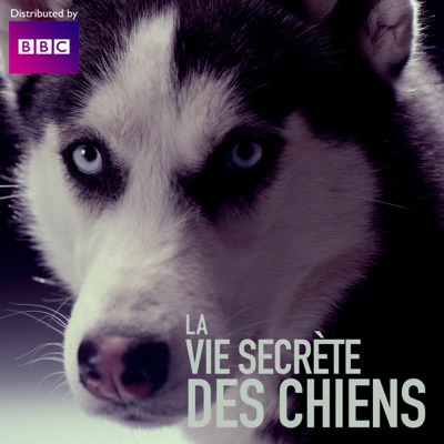 Télécharger La vie secrète des chiens