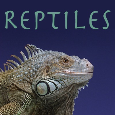 Dragons Alive, Reptiles torrent magnet