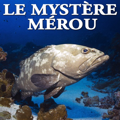 Le mystère mérou torrent magnet