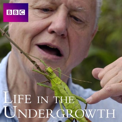 Life In the Undergrowth, Series 1 torrent magnet