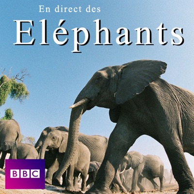 Acheter En direct des éléphants en DVD