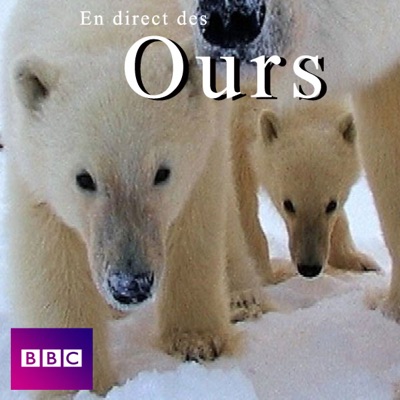 Télécharger En direct des ours