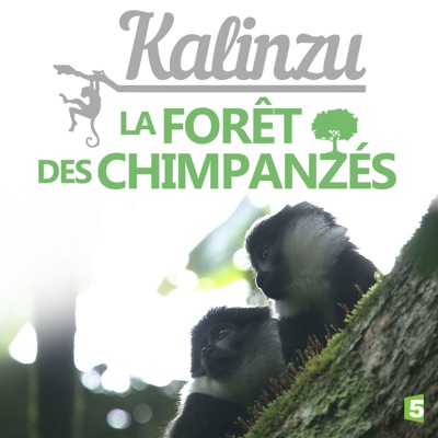 Télécharger Kalinzu, la forêt des chimpanzés