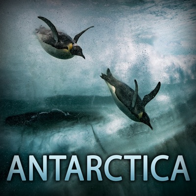 Télécharger Antarctica, sur les traces de l'empereur