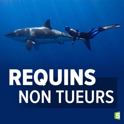 Télécharger Requins non tueurs