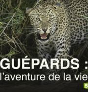 Guépards, l'aventure de la vie à télécharger 