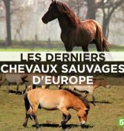 Les derniers chevaux sauvages d'Europe à télécharger 