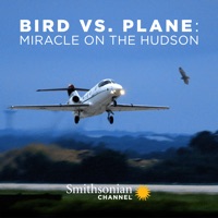 Bird vs. Plane: Miracle On the Hudson à télécharger 