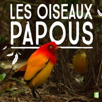 Les oiseaux papous à télécharger 
