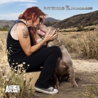 Pit Bulls and Parolees, Season 12 à télécharger 