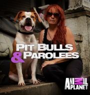 Pit Bulls and Parolees, Season 9 à télécharger 
