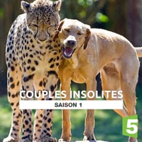 Couples insolites à télécharger 